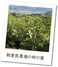 朝倉医農場の柿の葉